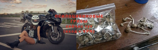 прущие грибы Михайловск