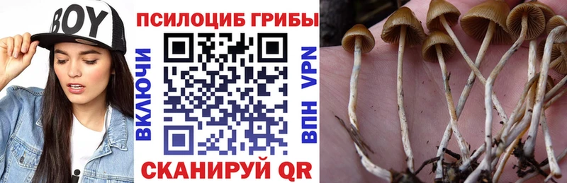 Псилоцибиновые грибы MAGIC MUSHROOMS  ОМГ ОМГ вход  Зеленогорск  сколько стоит 